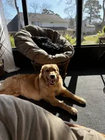 Ollie, a male Golden Retriever for sale in Tucson, AZ – 8 of 8
