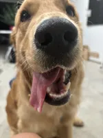Ollie, a male Golden Retriever for sale in Tucson, AZ – 6 of 8