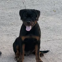 Bo, a male Rottweiler for sale in Tonopah, AZ – Photo 4 of 6