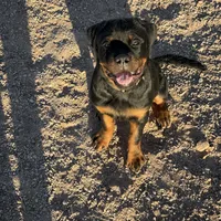 Bo, a male Rottweiler for sale in Tonopah, AZ – Photo 5 of 6