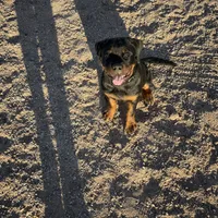 Bo, a male Rottweiler for sale in Tonopah, AZ – Photo 3 of 6