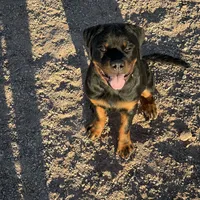 Bo, a male Rottweiler for sale in Tonopah, AZ – Photo 6 of 6