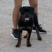 Bo, a male Rottweiler for sale in Tonopah, AZ – Photo 1 of 6