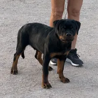 Bo, a male Rottweiler for sale in Tonopah, AZ – Photo 2 of 6