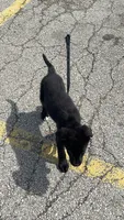 Kash , a male Labrador Retriever for sale in Aurora, IL – 3 of 4
