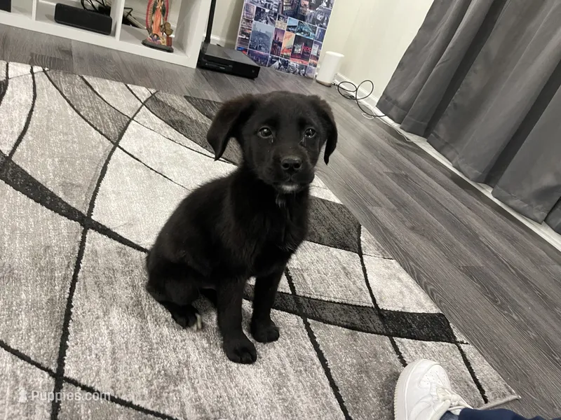 Kash  – Labrador Retriever puppy for sale in Aurora, IL