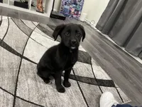 Kash , a male Labrador Retriever for sale in Aurora, IL – 1 of 4