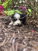 Puppy, a male Australian Shepherd for sale in Warren, OH – 2 of 4