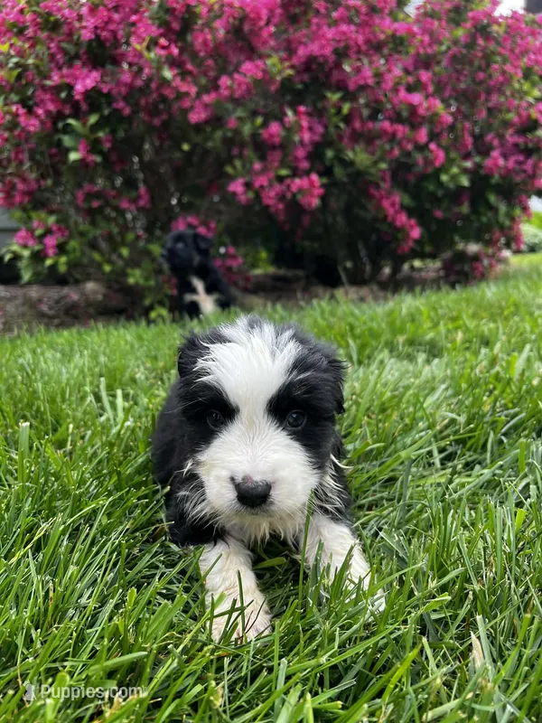 Puppy – Australian Shepherd puppy for sale in Warren, OH