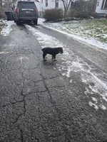 Puppy, a male Rottweiler for sale in Warren, OH – Photo 2 of 3