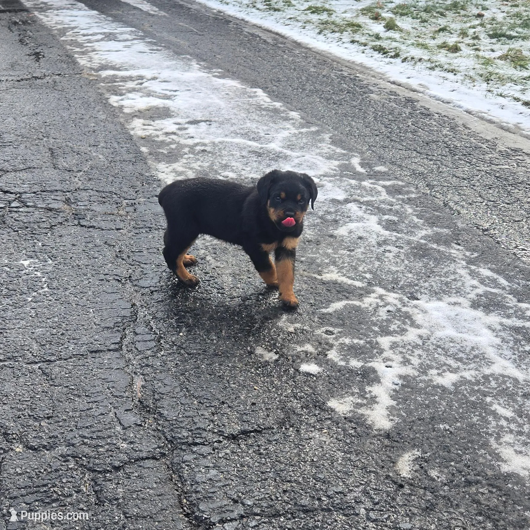 Puppy, a male Rottweiler for sale in Warren, OH – Photo 3 of 3