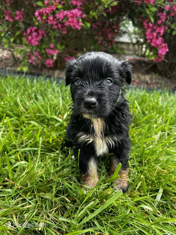 Puppy – Australian Shepherd puppy for sale in Warren, OH