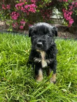 Puppy, a male Australian Shepherd for sale in Warren, OH – 1 of 4