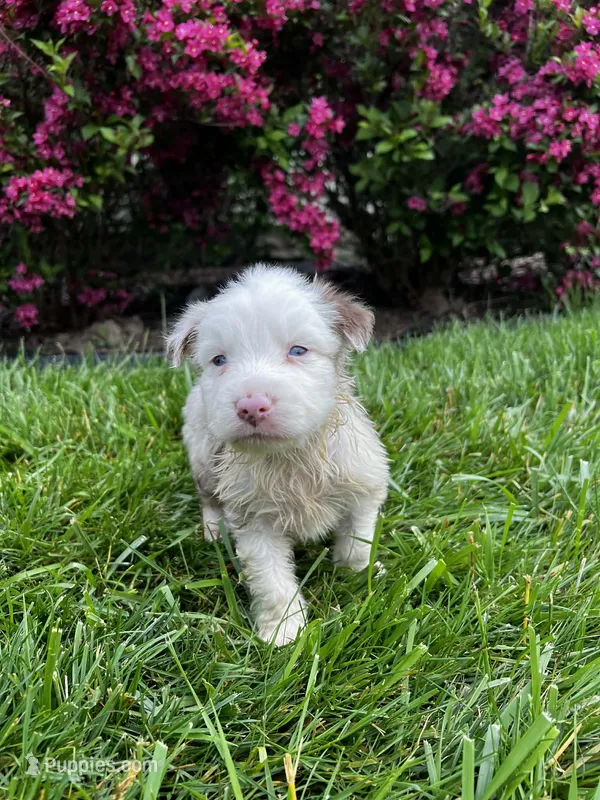 Puppy – Australian Shepherd puppy for sale in Warren, OH