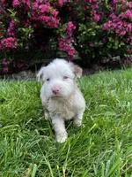 Puppy, a male Australian Shepherd for sale in Warren, OH – 1 of 2