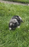 Puppy, a male Australian Shepherd for sale in Warren, OH – 3 of 4