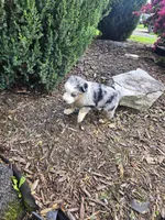 Puppy, a female Australian Shepherd for sale in Warren, OH – 1 of 6