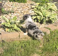 Puppy, a female Australian Shepherd for sale in Warren, OH – 2 of 6