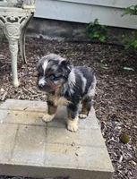 Puppy, a male Australian Shepherd for sale in Warren, OH – 4 of 4