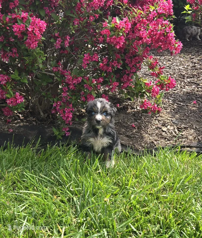 Puppy – Australian Shepherd puppy for sale in Warren, OH
