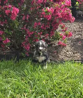 Puppy, a male Australian Shepherd for sale in Warren, OH – 1 of 4