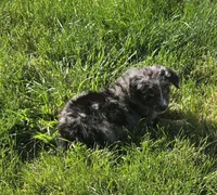 Puppy, a male Australian Shepherd for sale in Warren, OH – 2 of 4