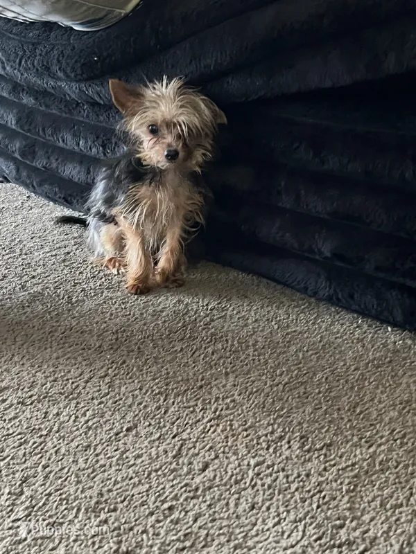 Junior  – Chihuahua, Yorkshire Terrier puppy for sale in Indianapolis, IN
