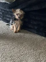 Junior , a male Chihuahua and Yorkshire Terrier for sale in Indianapolis, IN – 1 of 2