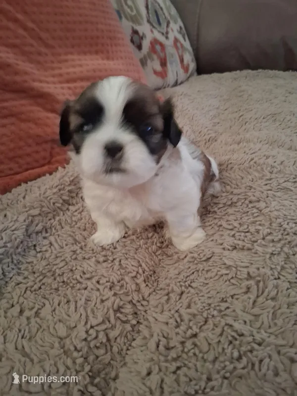 Female-2 – Shih Tzu puppy for sale in Dothan, AL
