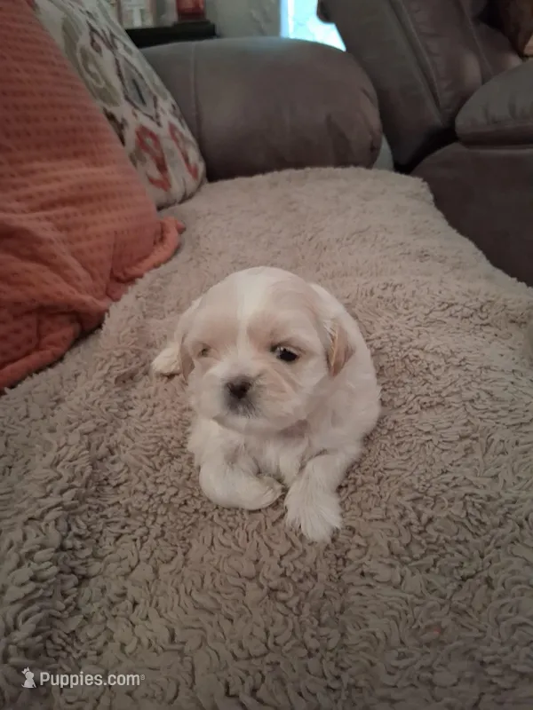 Female-1 – Shih Tzu puppy for sale in Dothan, AL