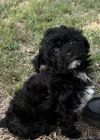 Olive Oil, a female Poodle - Toy  for sale in Sumter, SC – 2 of 4