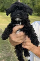 Olive Oil, a female Poodle - Toy  for sale in Sumter, SC – 3 of 4