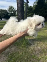 Percy, a male Pekingese for sale in Sumter, SC – 1 of 5