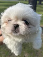 Percy, a male Pekingese for sale in Sumter, SC – 4 of 5