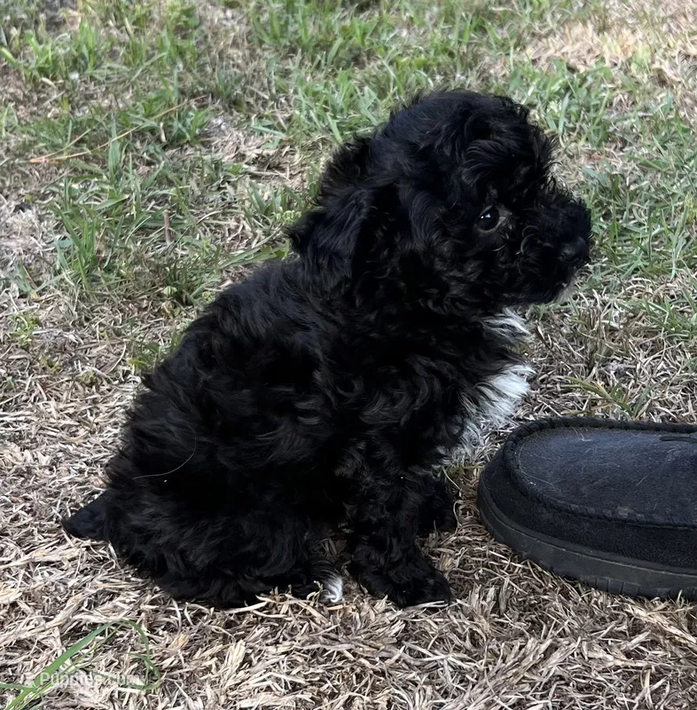 Olive Oil – Poodle - Toy  puppy for sale in Sumter, SC