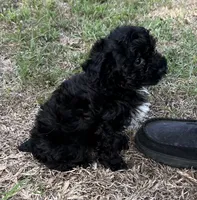 Olive Oil, a female Poodle - Toy  for sale in Sumter, SC – 1 of 4