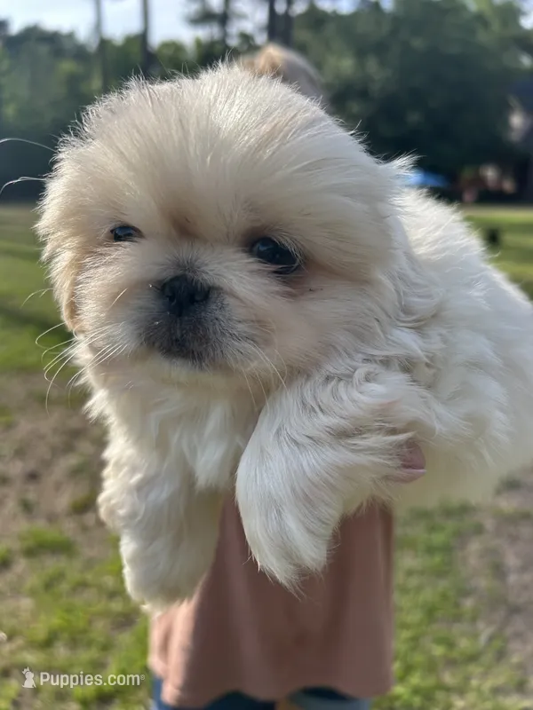 Penelope  – Pekingese puppy for sale in Sumter, SC