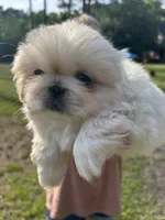 Penelope , a female Pekingese for sale in Sumter, SC – 1 of 4