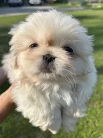 Penelope , a female Pekingese for sale in Sumter, SC – 4 of 4