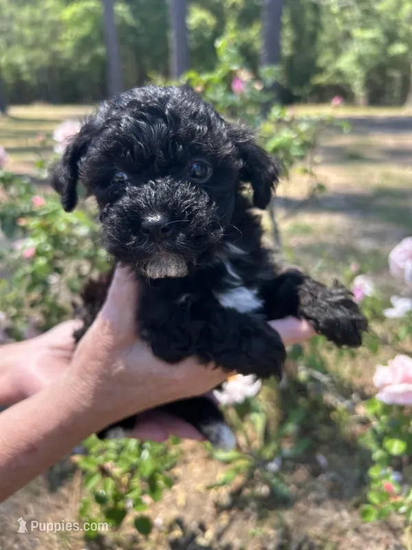 Olive, a female Poodle - Toy  for sale in Sumter, SC – Photo 1 of 2