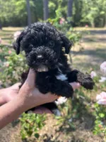Olive, a female Poodle - Toy  for sale in Sumter, SC – Photo 1 of 2