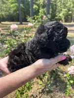 Olive, a female Poodle - Toy  for sale in Sumter, SC – Photo 2 of 2