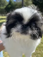 Gumdrop , a female Pekingese for sale in Sumter, SC – Photo 4 of 4