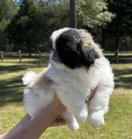Gumdrop , a female Pekingese for sale in Sumter, SC – Photo 2 of 4