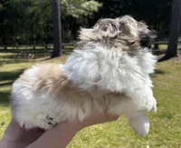 Gumdrop , a female Pekingese for sale in Sumter, SC – Photo 3 of 4