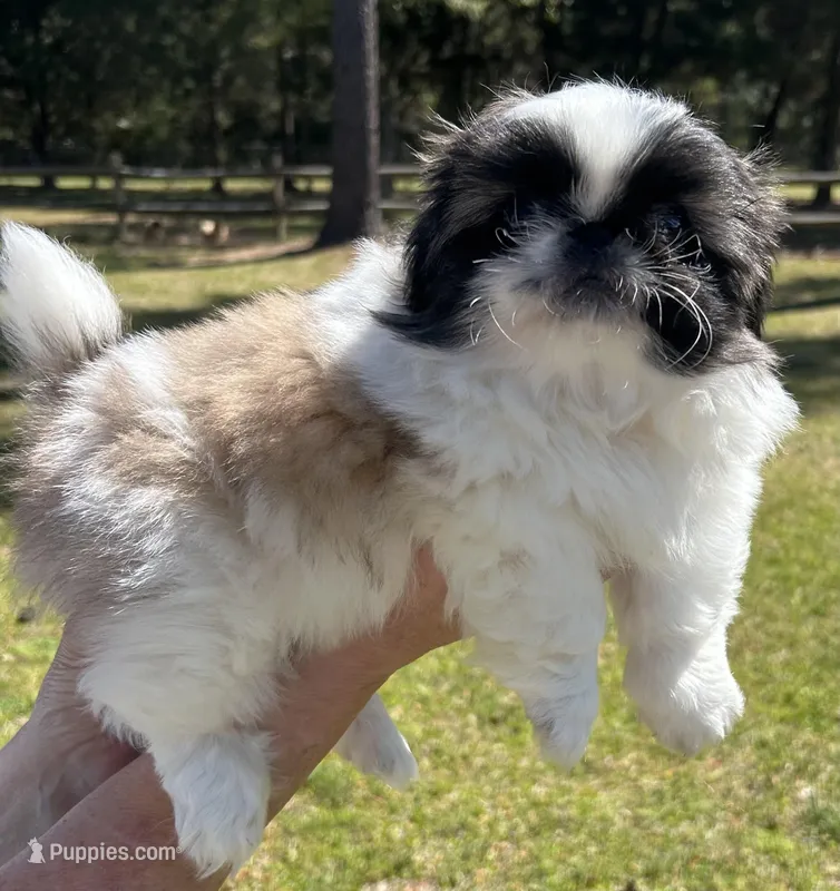 Gumdrop  – Pekingese puppy for sale in Sumter, SC