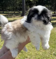 Gumdrop , a female Pekingese for sale in Sumter, SC – Photo 1 of 4