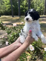Abba, a female Poodle - Toy  for sale in Sumter, SC – Photo 5 of 5