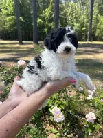 Abba, a female Poodle - Toy  for sale in Sumter, SC – Photo 4 of 5