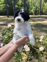 Abba, a female Poodle - Toy  for sale in Sumter, SC – Photo 3 of 5